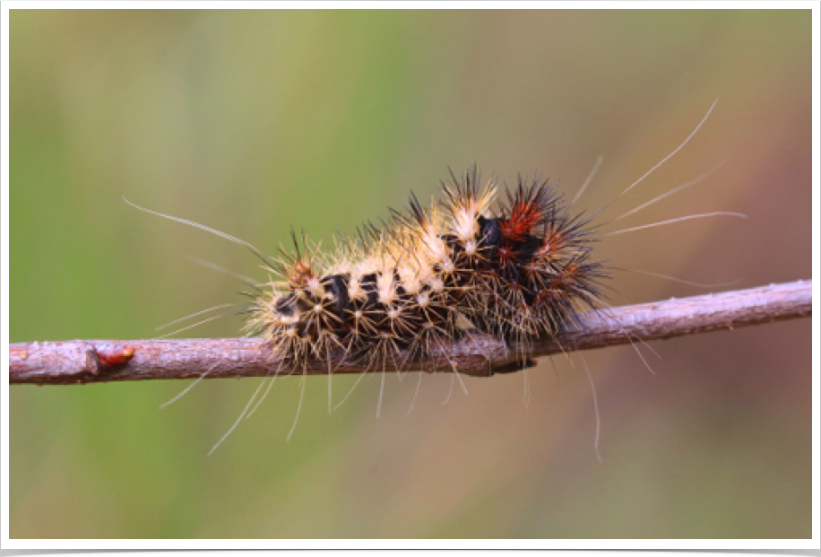 Long-Winged Dagger Moth on Cherry
Acronicta longa
Winston County, Alabama